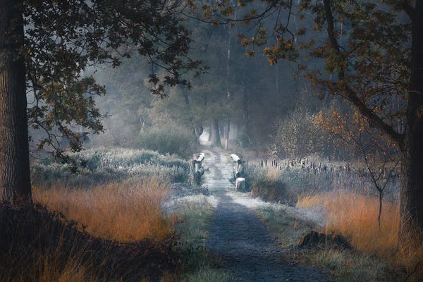 Mist & Fog: Frosty Crossing by Rob Visser