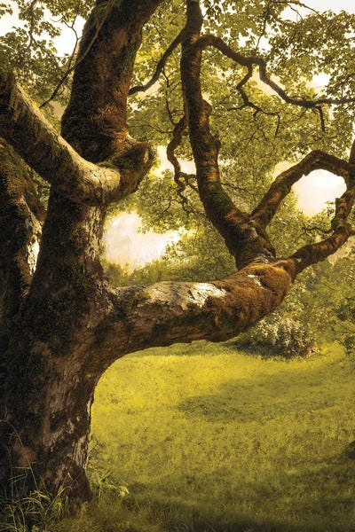 Monochromatic Photography: Gnarly by Rob Visser