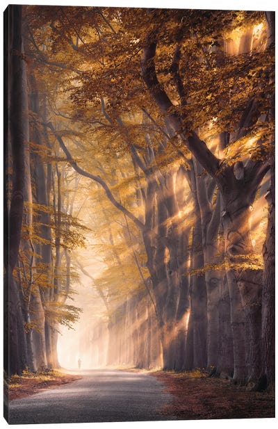 Golden Trees In The Mist Canvas Art Print - Golden Hour
