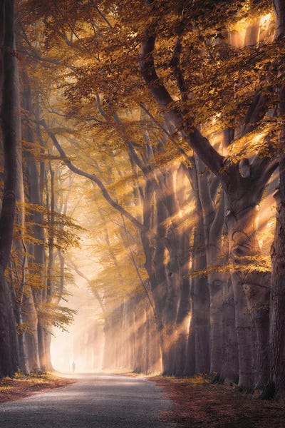 Atmospheric Photography: Golden Trees In The Mist by Rob Visser