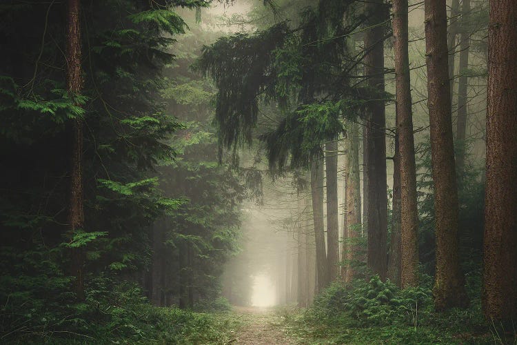 Green Foggy And Atmospheric Forest