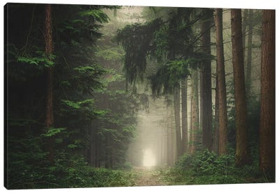 Green Foggy And Atmospheric Forest Canvas Art Print - Mist & Fog Art