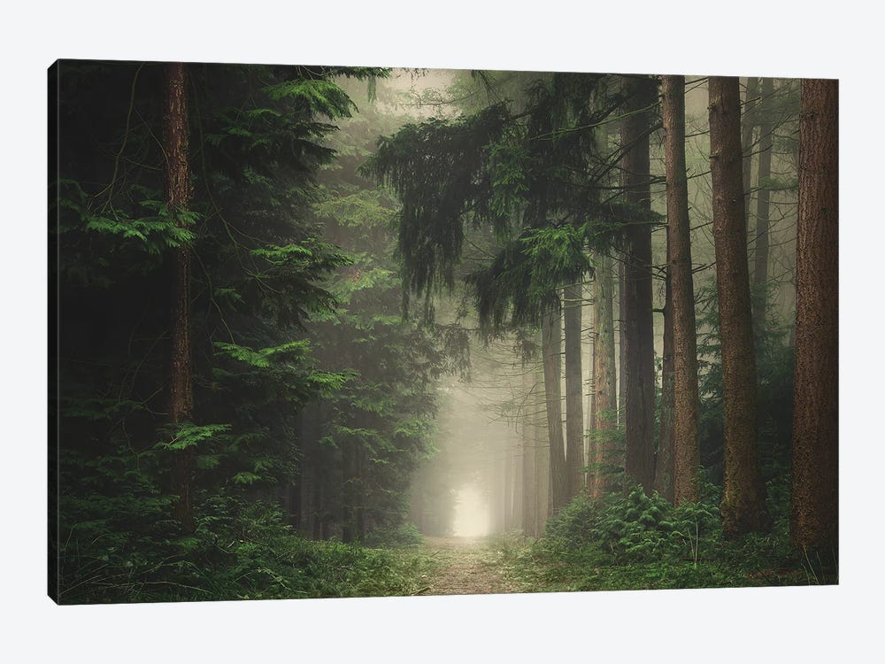 Green Foggy And Atmospheric Forest by Rob Visser 1-piece Canvas Art Print