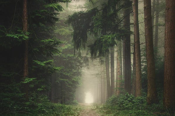 Refreshing Workspace: Green Foggy And Atmospheric Forest by Rob Visser