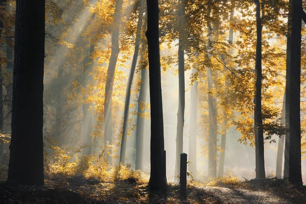 Mist & Fog: Hidden Treasures by Rob Visser