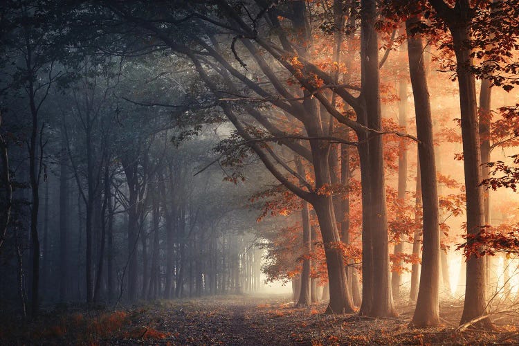 Hot And Cold by Rob Visser wall art