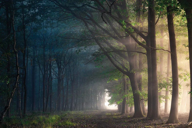 Kelvin by Rob Visser wall art