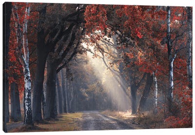 Look Through The Fall Canvas Art Print - Mist & Fog Art