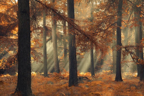 Mist & Fog: Magical Brown by Rob Visser