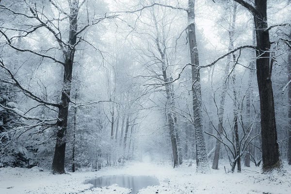 A White World