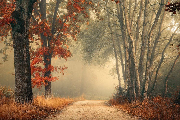 Painterly Foggy Autumn Forest