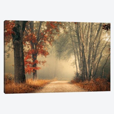 Painterly Foggy Autumn Forest Canvas Print #RVS34} by Rob Visser Canvas Print