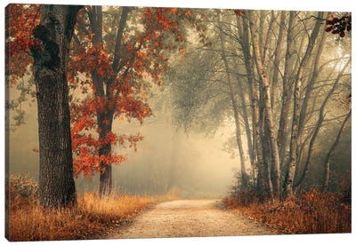 Painterly Foggy Autumn Forest Canvas Art Print - Trail, Path & Road Art