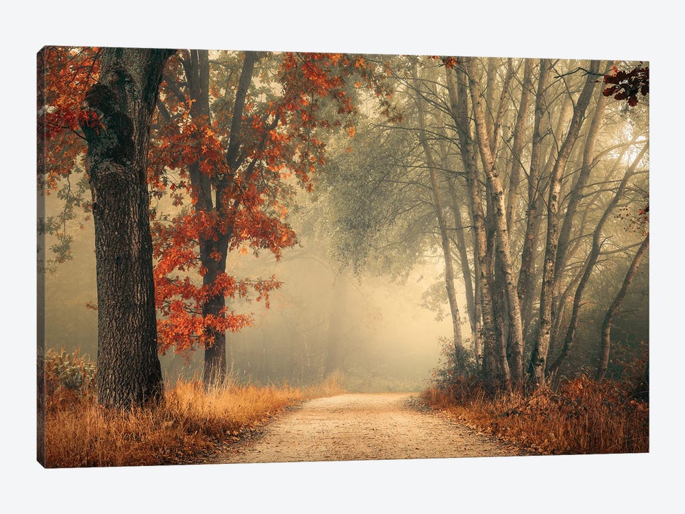 Painterly Foggy Autumn Forest by Rob Visser 1-piece Canvas Art Print