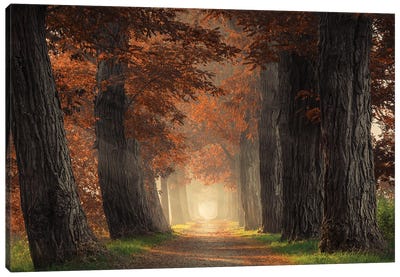 Path Through Acacia Trees With Brown Leaves Canvas Art Print - Mist & Fog Art