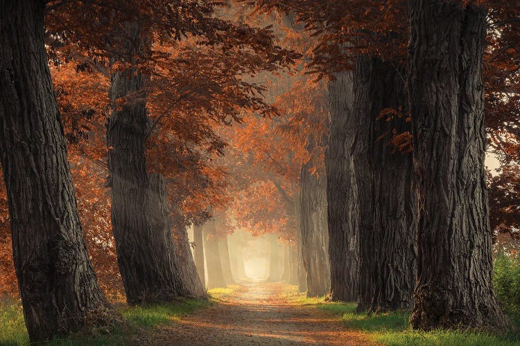 Path Through Acacia Trees With Brown Leaves