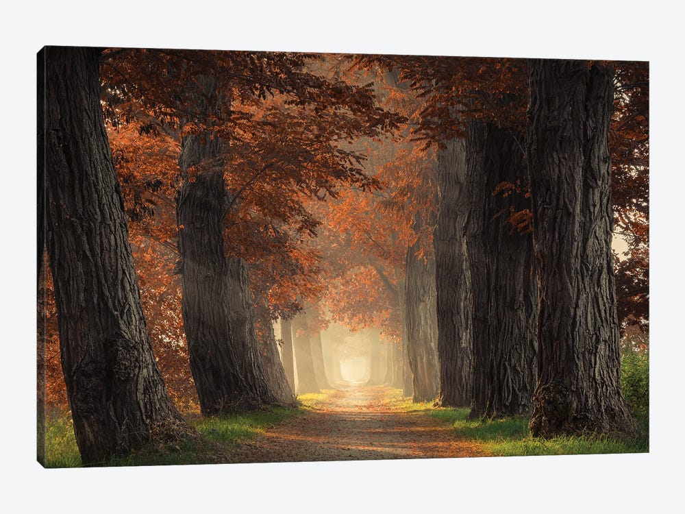 Path Through Acacia Trees With Brown Leaves by Rob Visser 1-piece Canvas Art