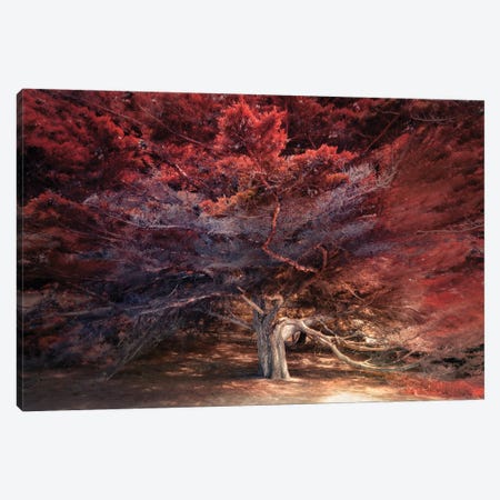 Picturesque Cypress Tree Canvas Print #RVS36} by Rob Visser Art Print