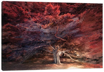 Picturesque Cypress Tree Canvas Art Print - Cypress Tree Art