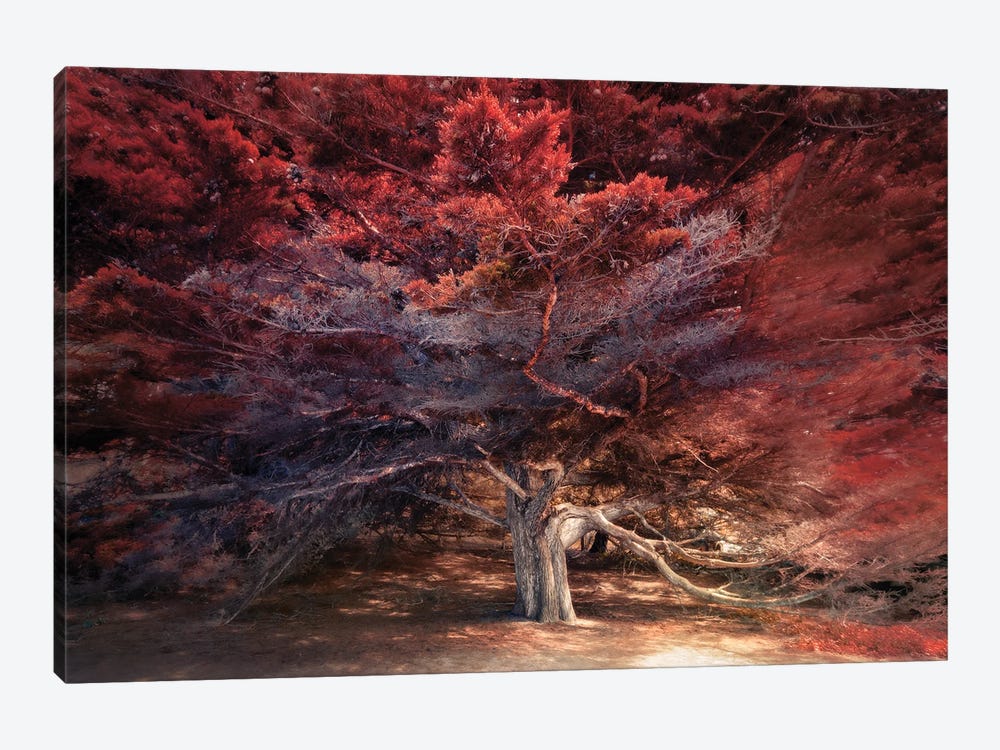 Picturesque Cypress Tree by Rob Visser 1-piece Canvas Art Print