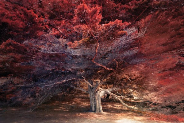 Cypress Trees: Picturesque Cypress Tree by Rob Visser