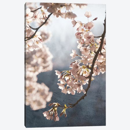 Picturesque Spring Blossom II Canvas Print #RVS37} by Rob Visser Canvas Print