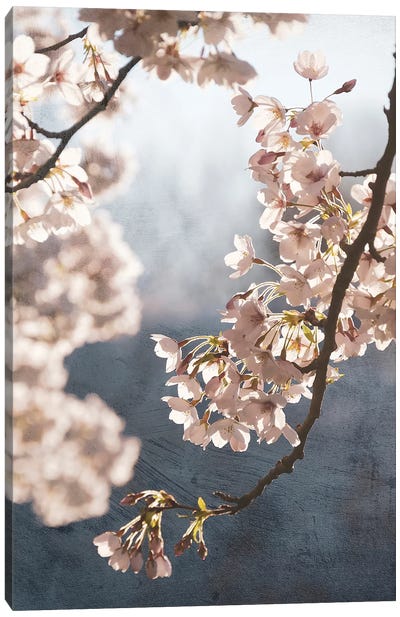 Picturesque Spring Blossom II Canvas Art Print
