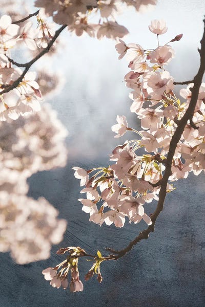 Blossoms: Picturesque Spring Blossom II by Rob Visser