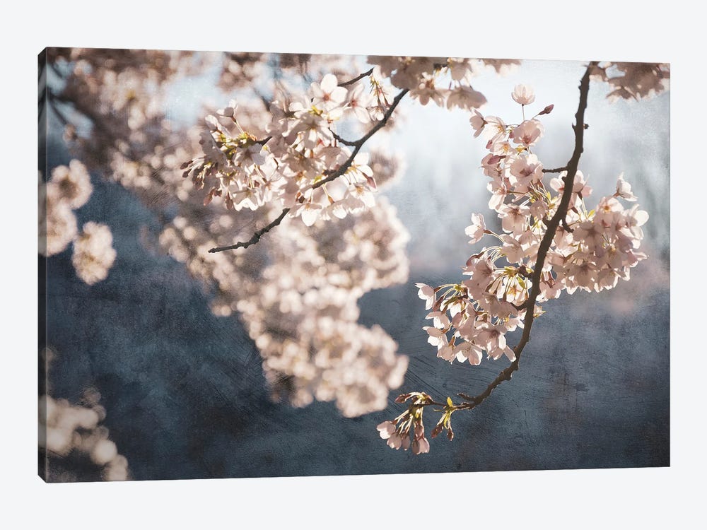 Picturesque Spring Blossom by Rob Visser 1-piece Canvas Print
