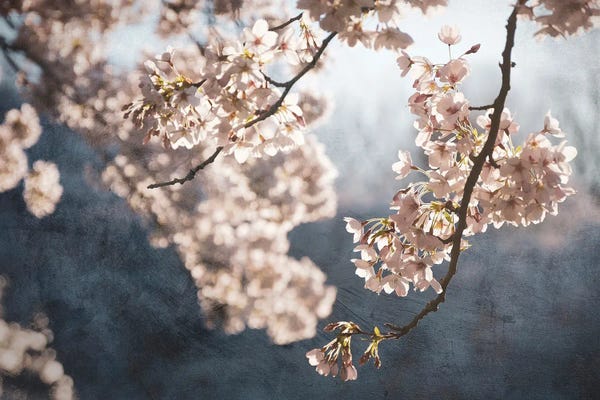 Cherry Blossoms: Picturesque Spring Blossom by Rob Visser