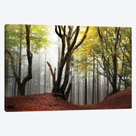 Picturesque Trees In The Speulderbos Canvas Print #RVS39} by Rob Visser Canvas Wall Art