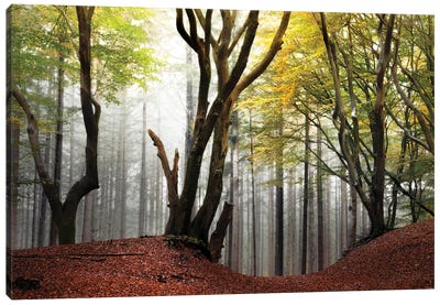 Picturesque Trees In The Speulderbos Canvas Art Print