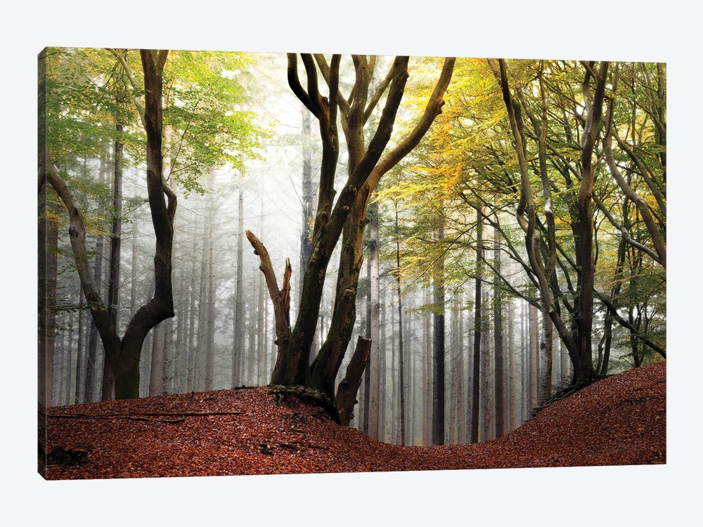 Picturesque Trees In The Speulderbos by Rob Visser 1-piece Canvas Wall Art