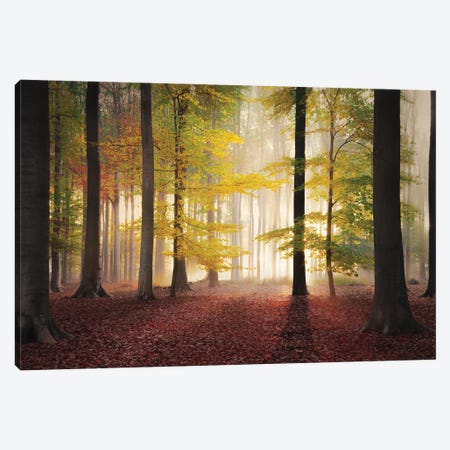 All Autumn Colors In A Forest Canvas Print #RVS3} by Rob Visser Art Print