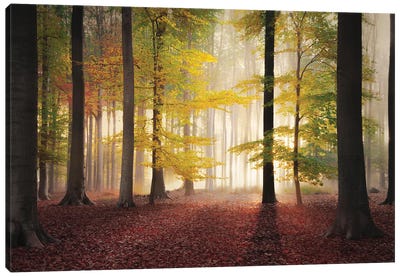 All Autumn Colors In A Forest Canvas Art Print