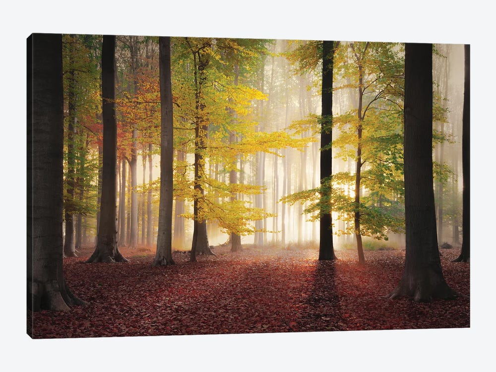 All Autumn Colors In A Forest by Rob Visser 1-piece Canvas Art