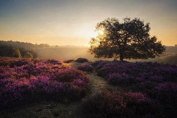 Atmospheric Photography: Purple Dream by Rob Visser