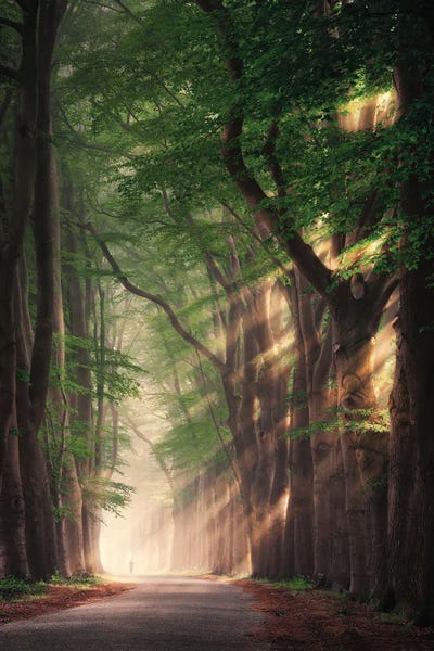 Running The Ladder by Rob Visser art print