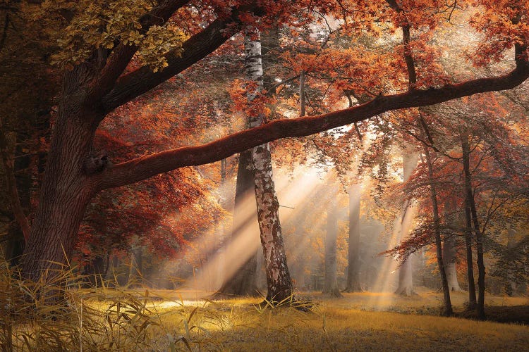Seasons Palette II by Rob Visser wall art