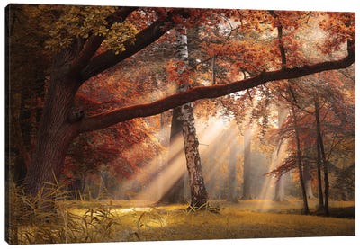 Seasons Palette II Canvas Art Print - Atmospheric Photography
