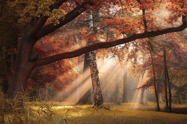 Atmospheric Photography: Seasons Palette II by Rob Visser