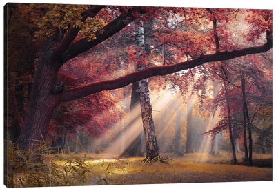 Seasons Palette III Canvas Art Print - Mist & Fog Art