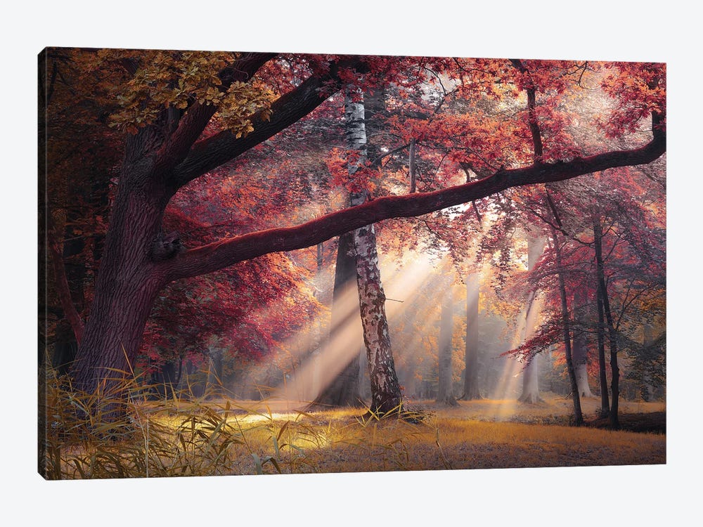 Seasons Palette III by Rob Visser 1-piece Canvas Print