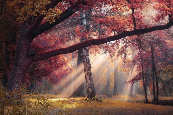 Mist & Fog: Seasons Palette III by Rob Visser