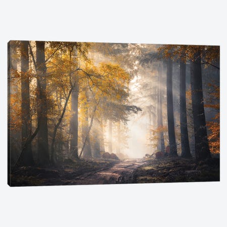 Sunbeams And Autumn Colors In The Misty Speulderbos Canvas Print #RVS46} by Rob Visser Canvas Artwork