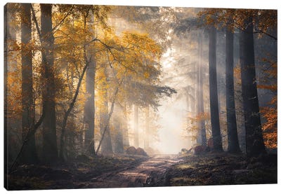 Sunbeams And Autumn Colors In The Misty Speulderbos Canvas Art Print - Golden Hour