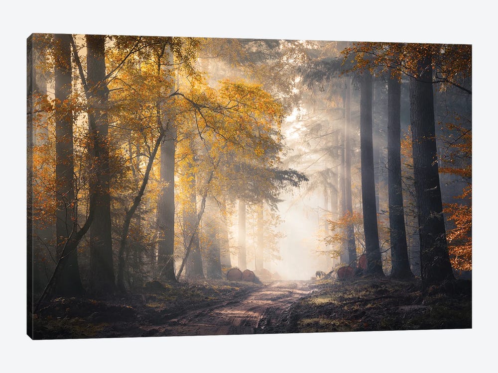 Sunbeams And Autumn Colors In The Misty Speulderbos by Rob Visser 1-piece Canvas Art