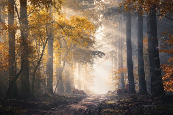 Trails, Paths & Roads: Sunbeams And Autumn Colors In The Misty Speulderbos by Rob Visser