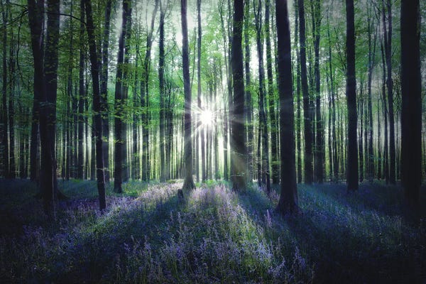 Belgium: Sunbeams In The Hallerbos Belgium by Rob Visser