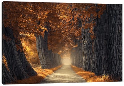 Textures Of Autumn Canvas Art Print - Rob Visser